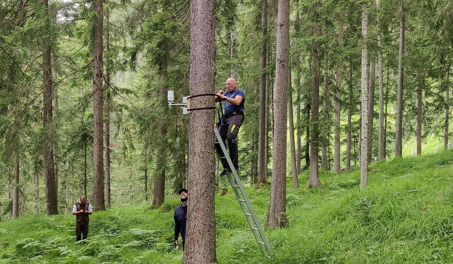 Sensor installation on tree