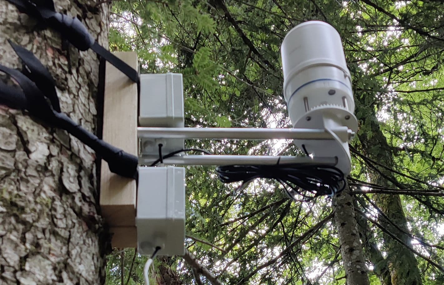 Decentlab weather station installed on tree