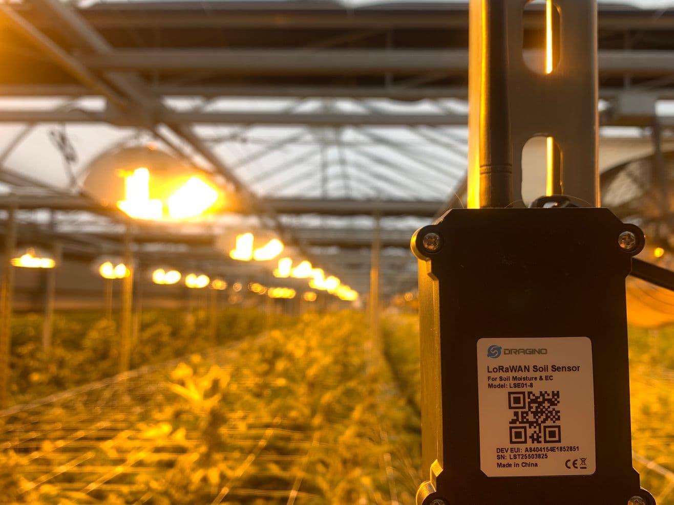 Sacred Cannabis Garden